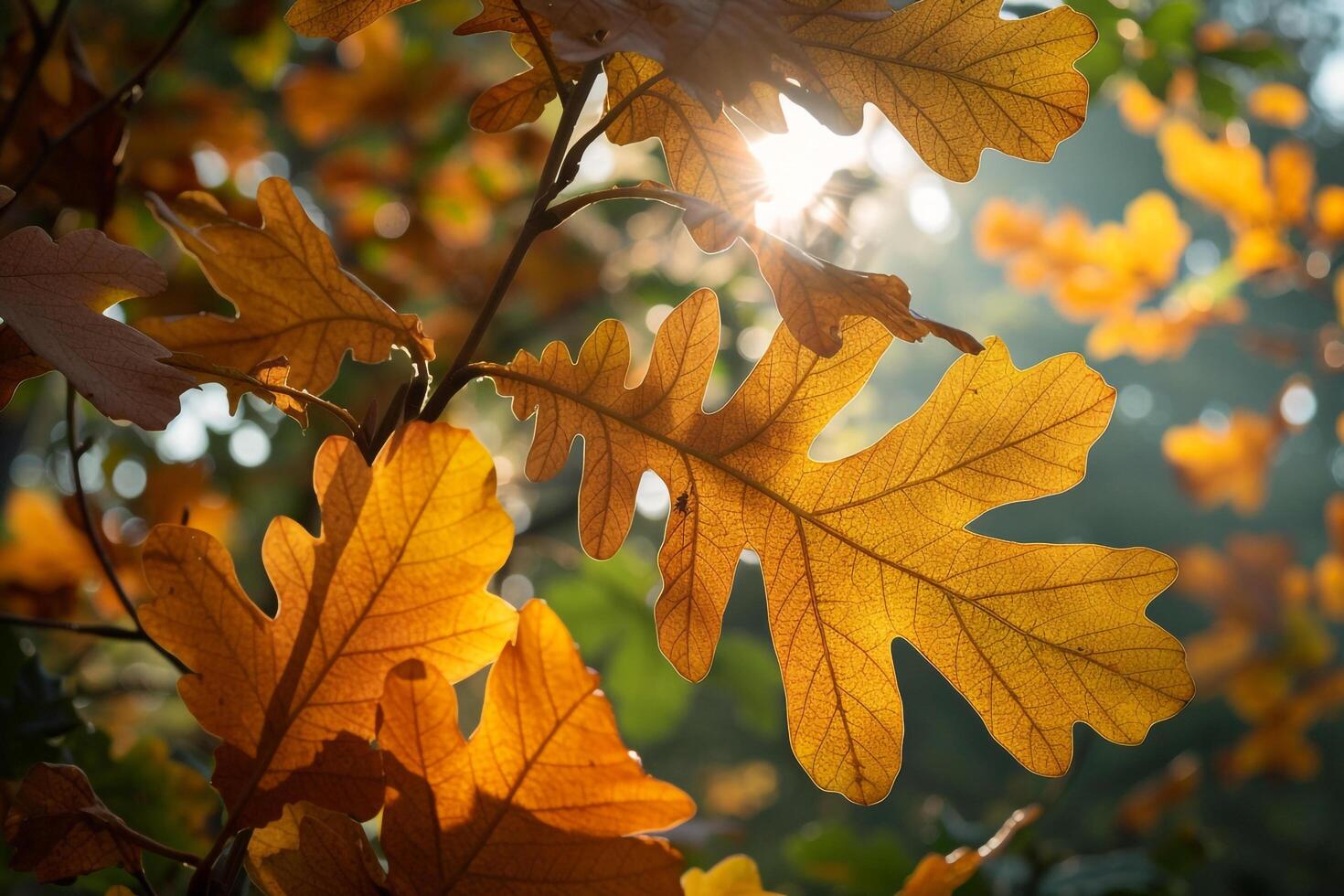 Autumn Leaves in the Sunlight Background photo