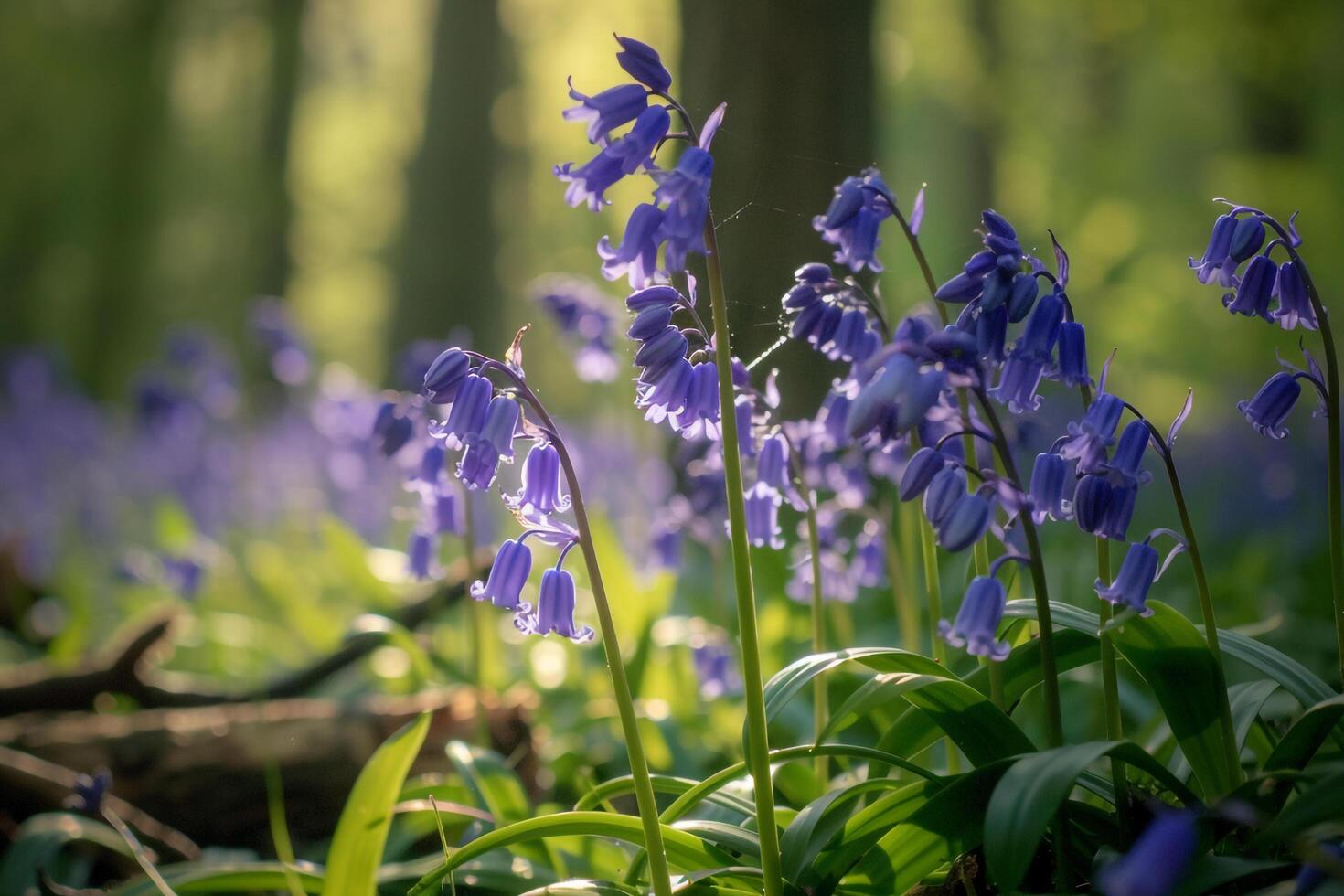 Bluebells in the Forest at Sunrise Background photo