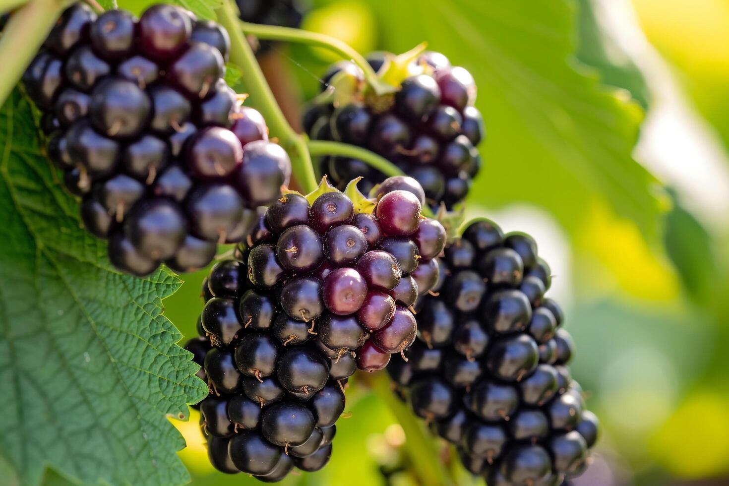 Blackberries on Tree in Garden Background photo