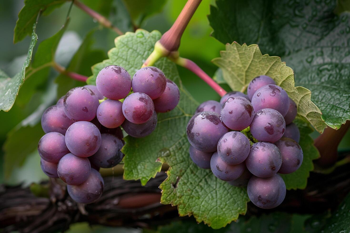 Grapes on Vine Background photo