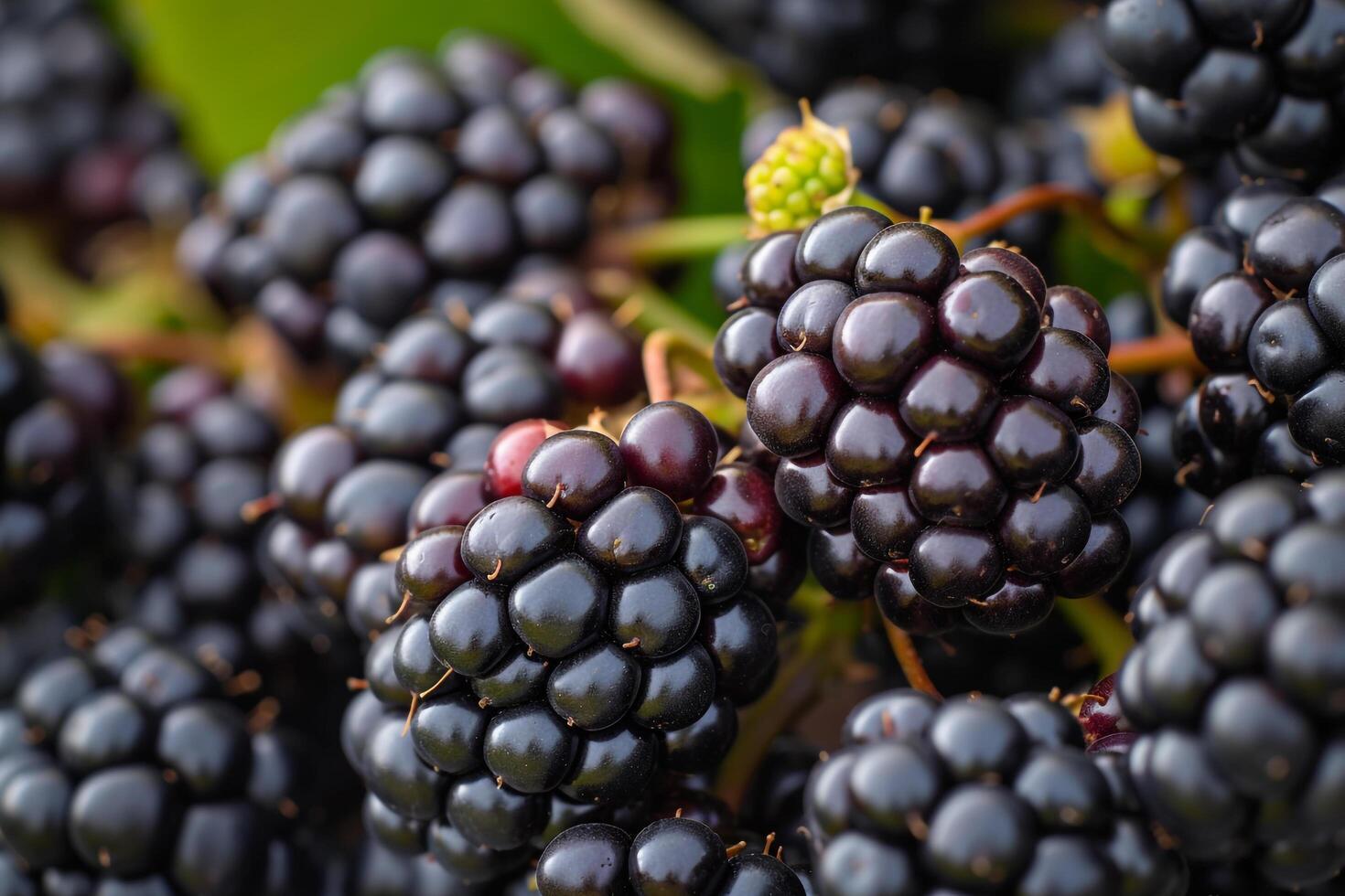 Ripe Blackberries Ready to be Picked Background photo