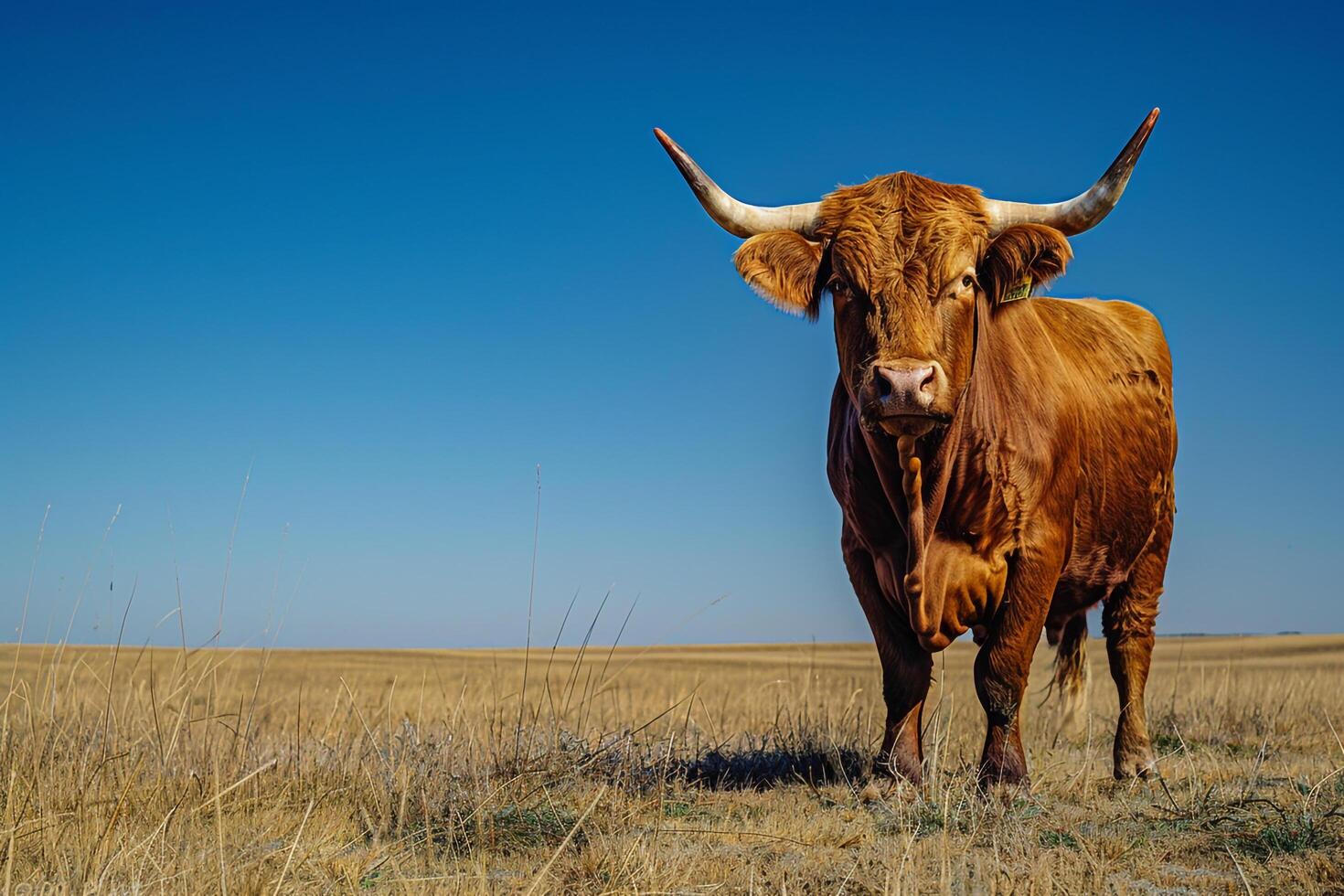 Bull with Long Horns Standing in Field Background photo