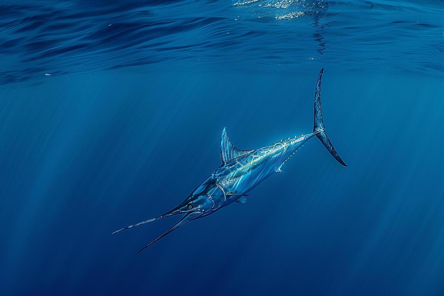 Blue Marlin Fish Swimming in Ocean Background photo
