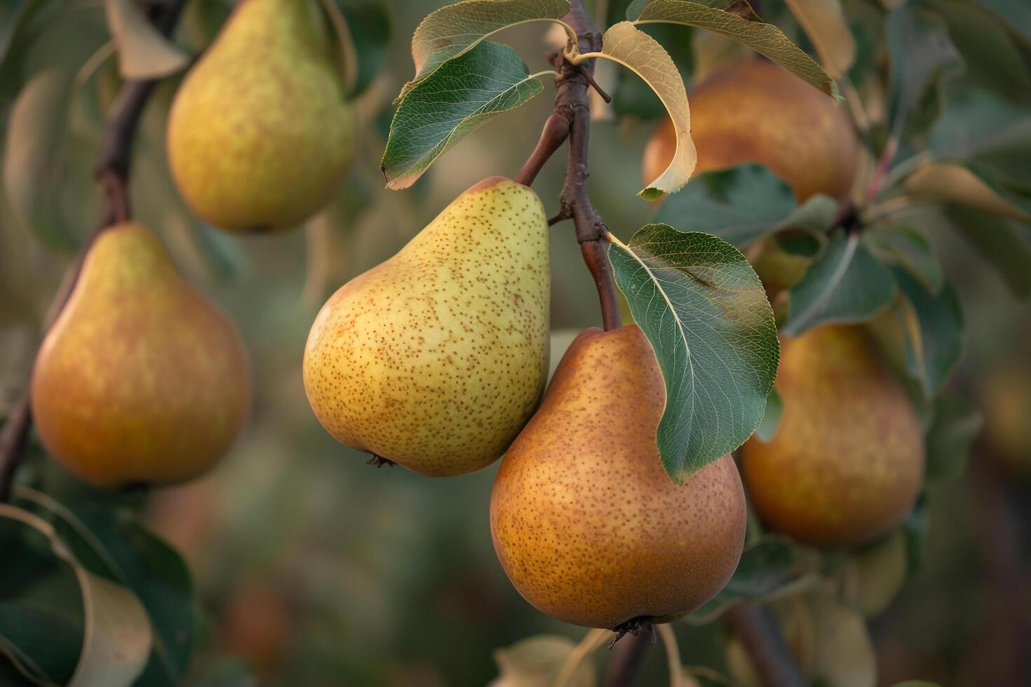 Pears on a Tree, Background photo