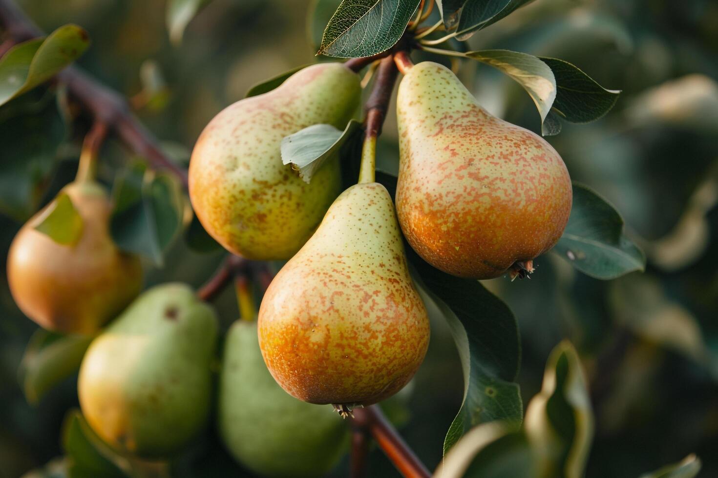 Pears on a Tree, Background photo