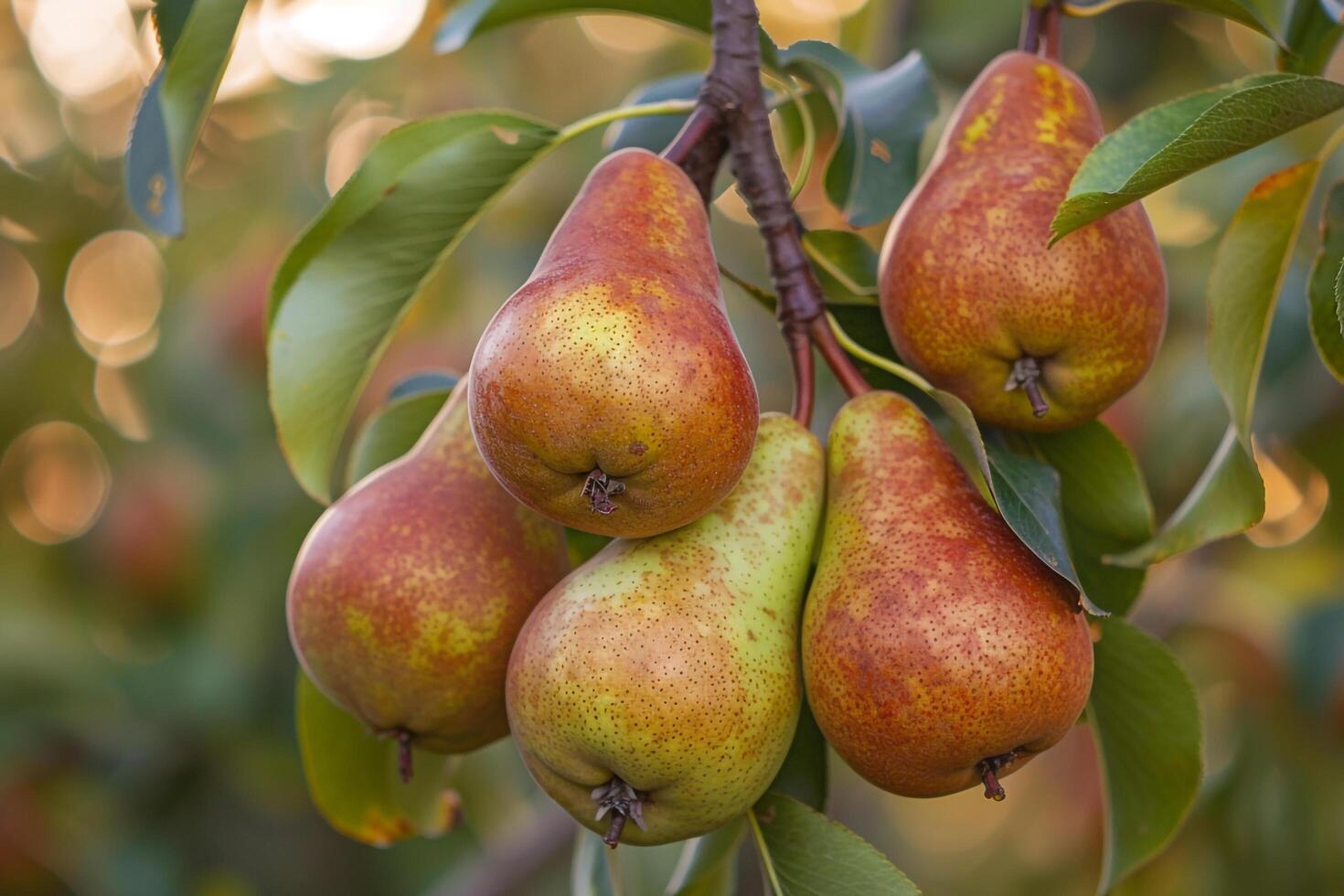 Pears on Tree Background photo
