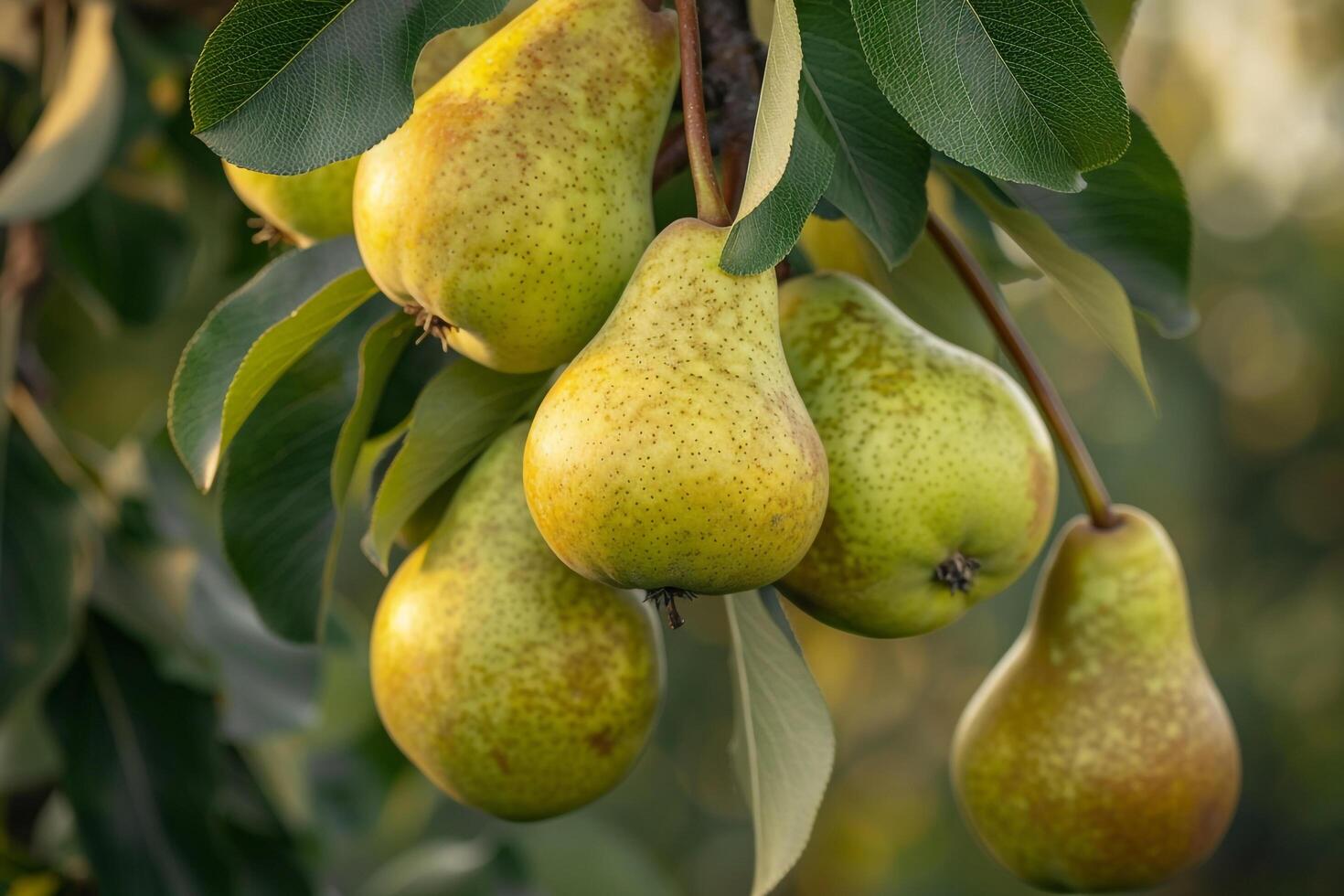 Pears Hanging from Tree Background photo