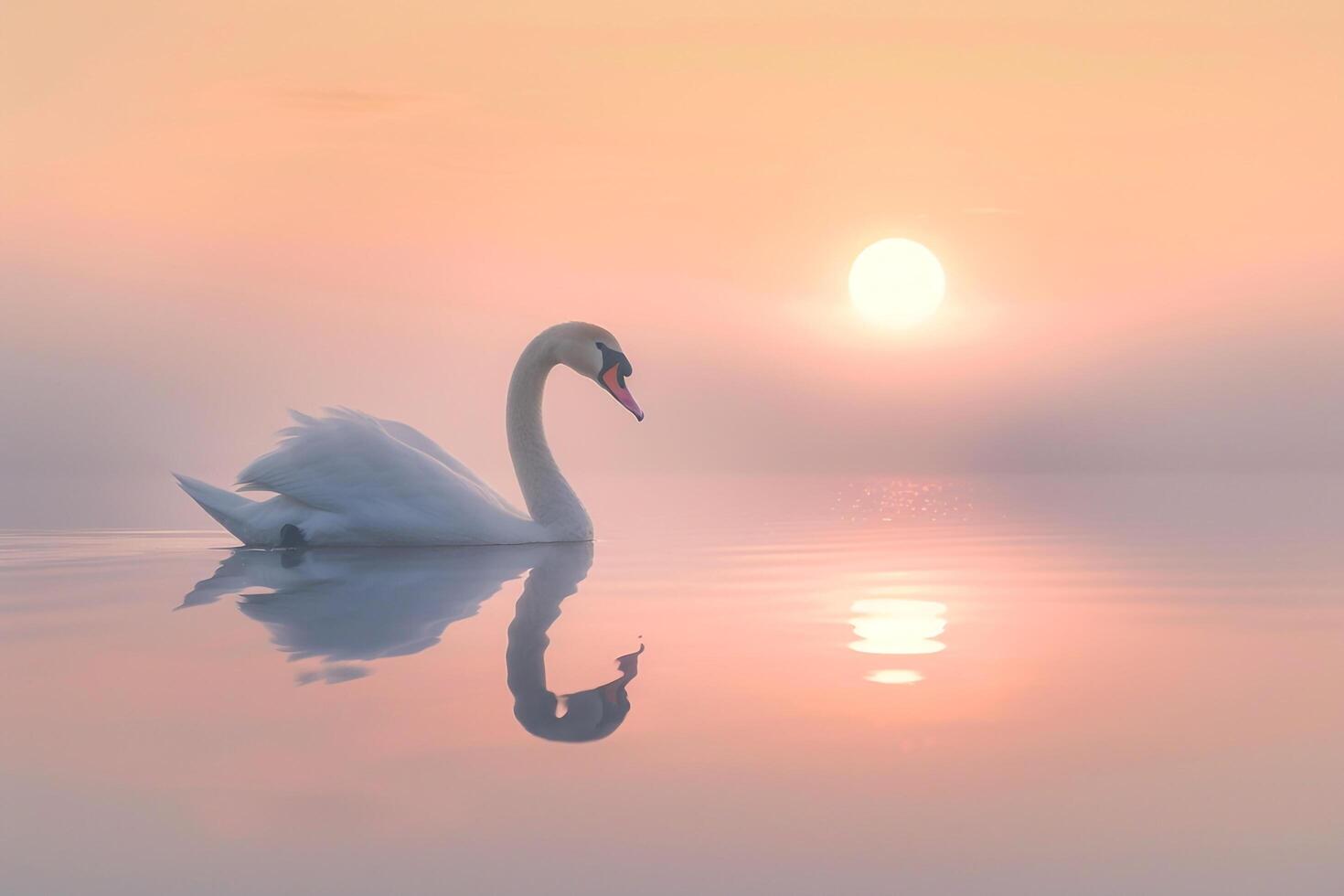 Swan Floating in Water at Sunrise Background photo