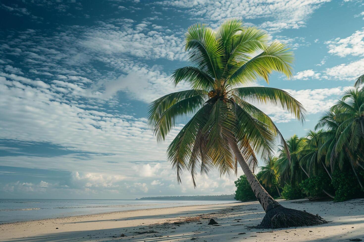 Palm tree on beach with blue sky background photo