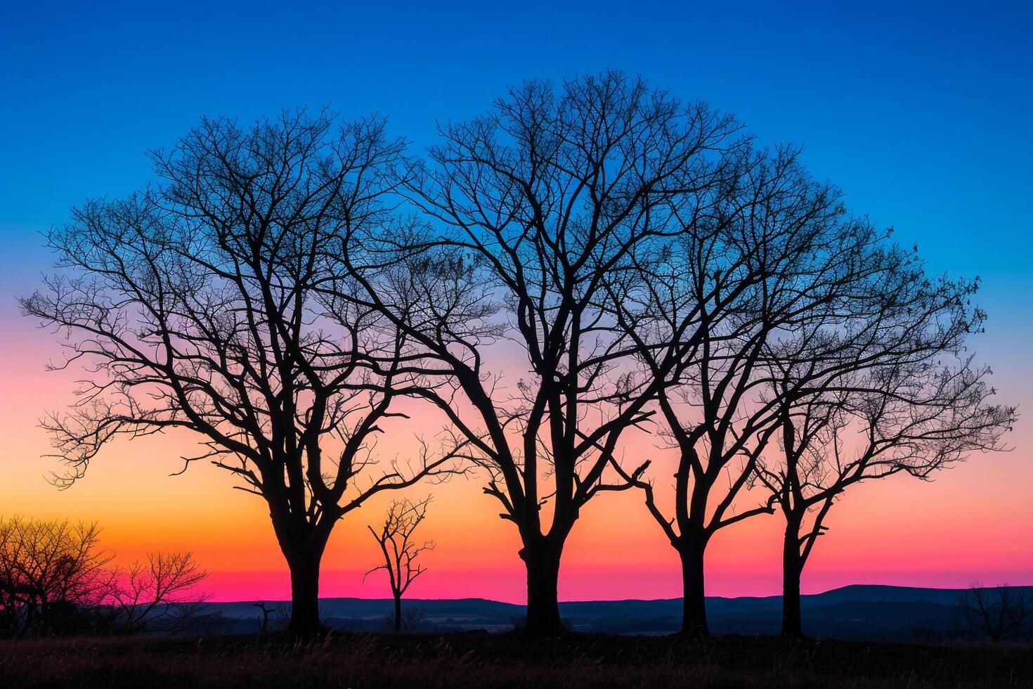 Trees silhouetted against a colorful sunset background photo