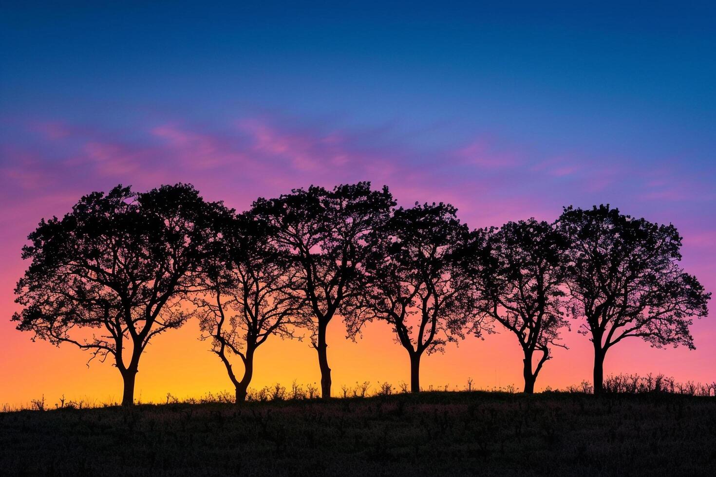 A group of trees silhouetted against a colorful sunset background photo