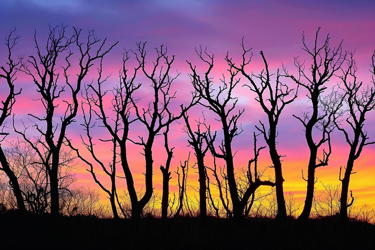 Dead Trees at Sunset Photograph Dead Trees at Sunset Fine Art Print Background photo