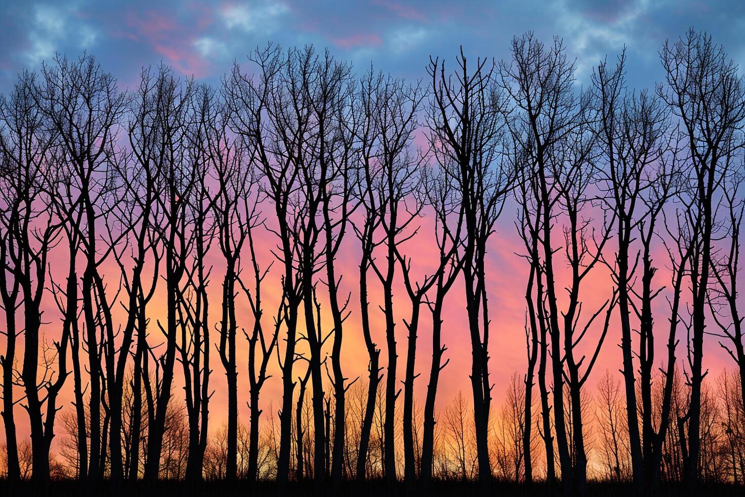 Group of Trees in the Foreground with a Colorful Sky in the Background photo