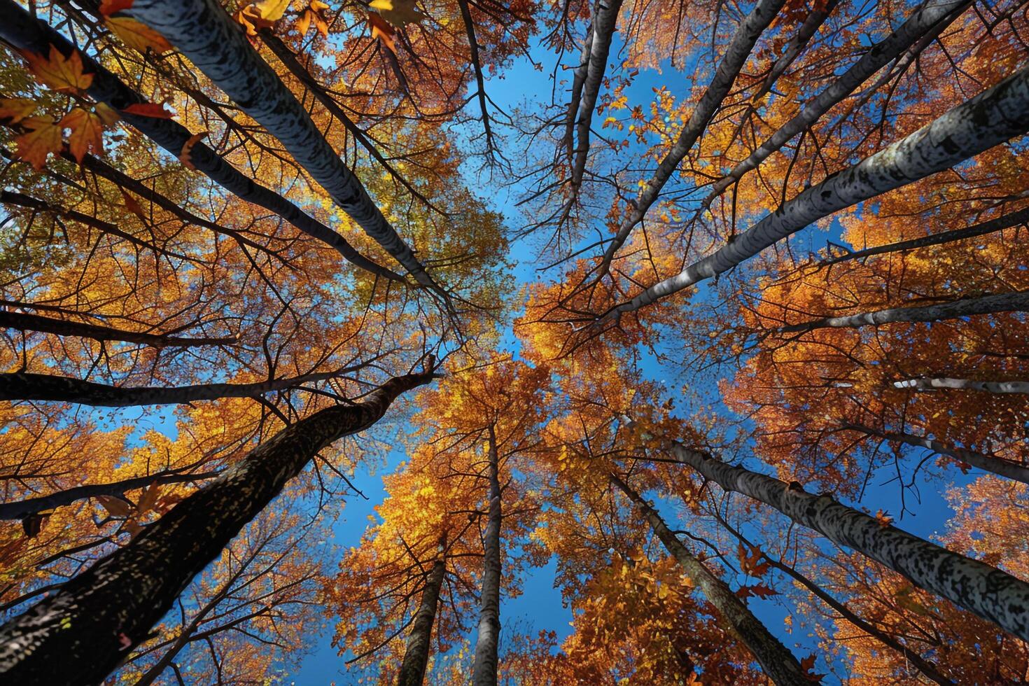Tree canopy autumn background photo