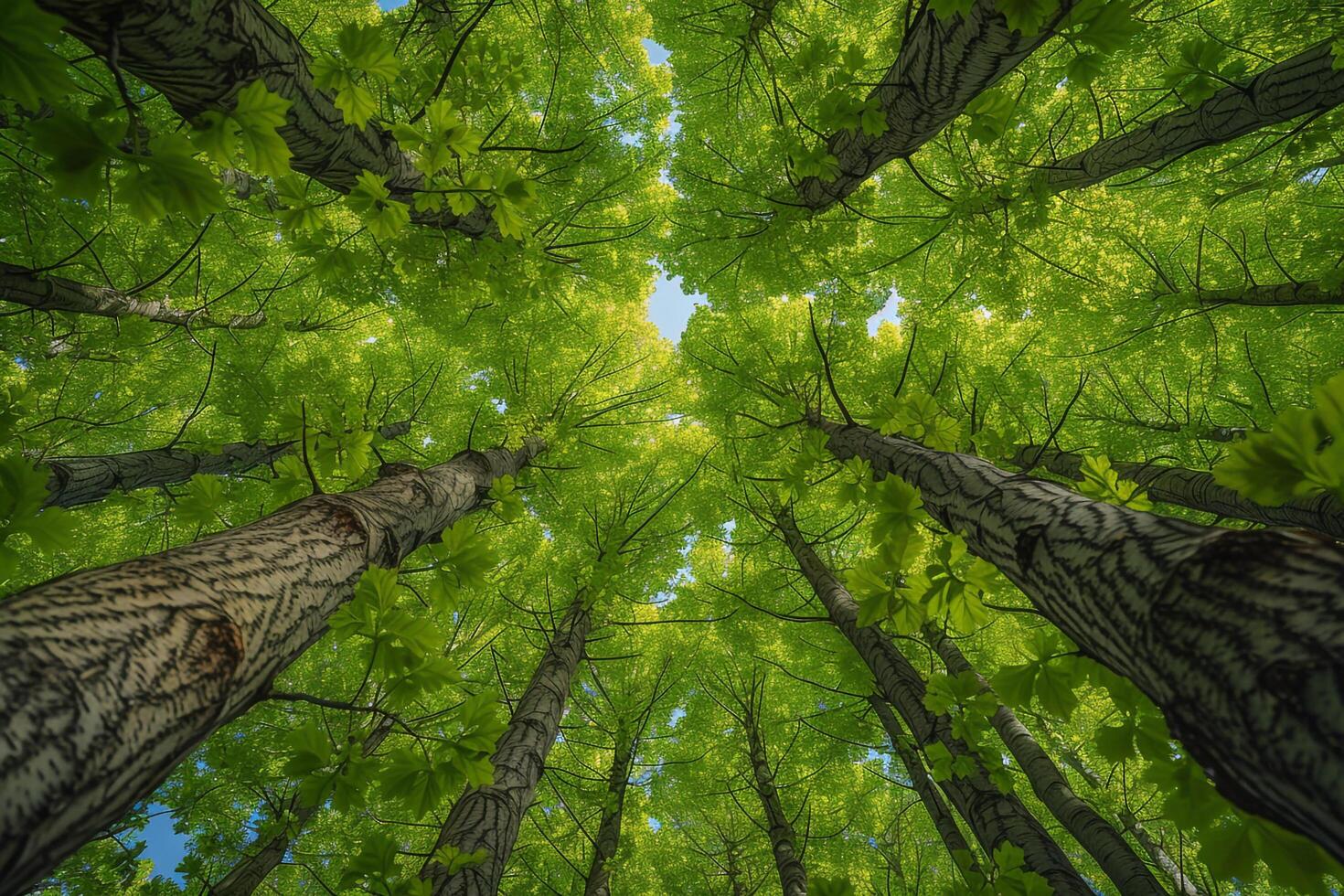 Canopy view forest background photo