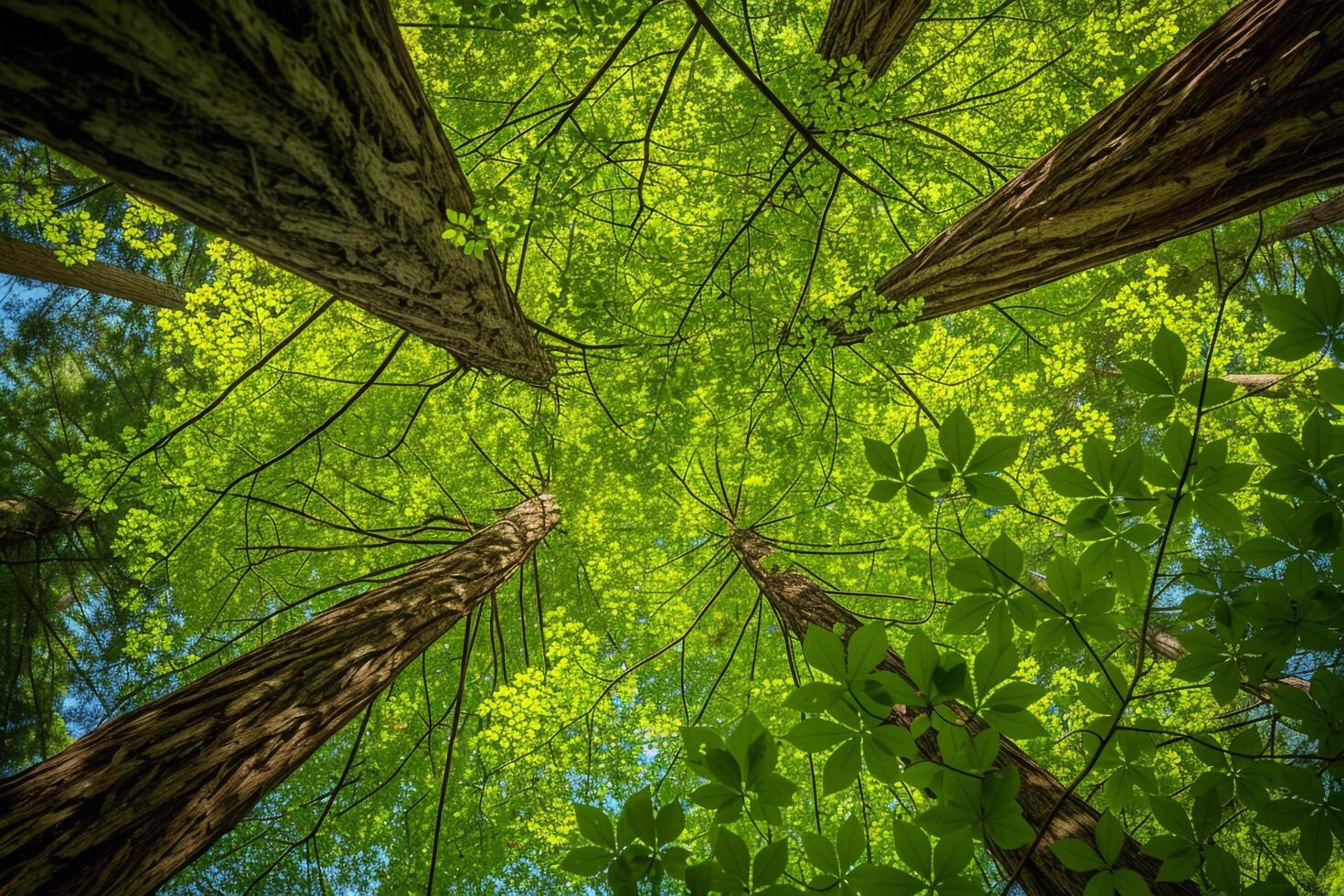 Canopy view forest background photo