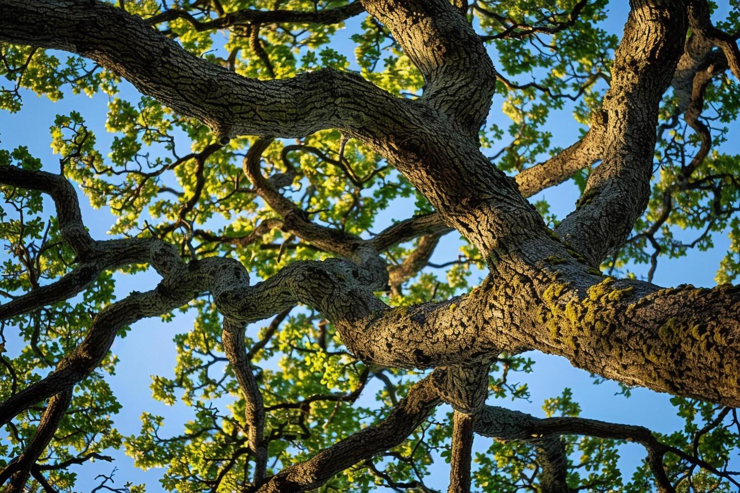 Branches of oak tree background photo
