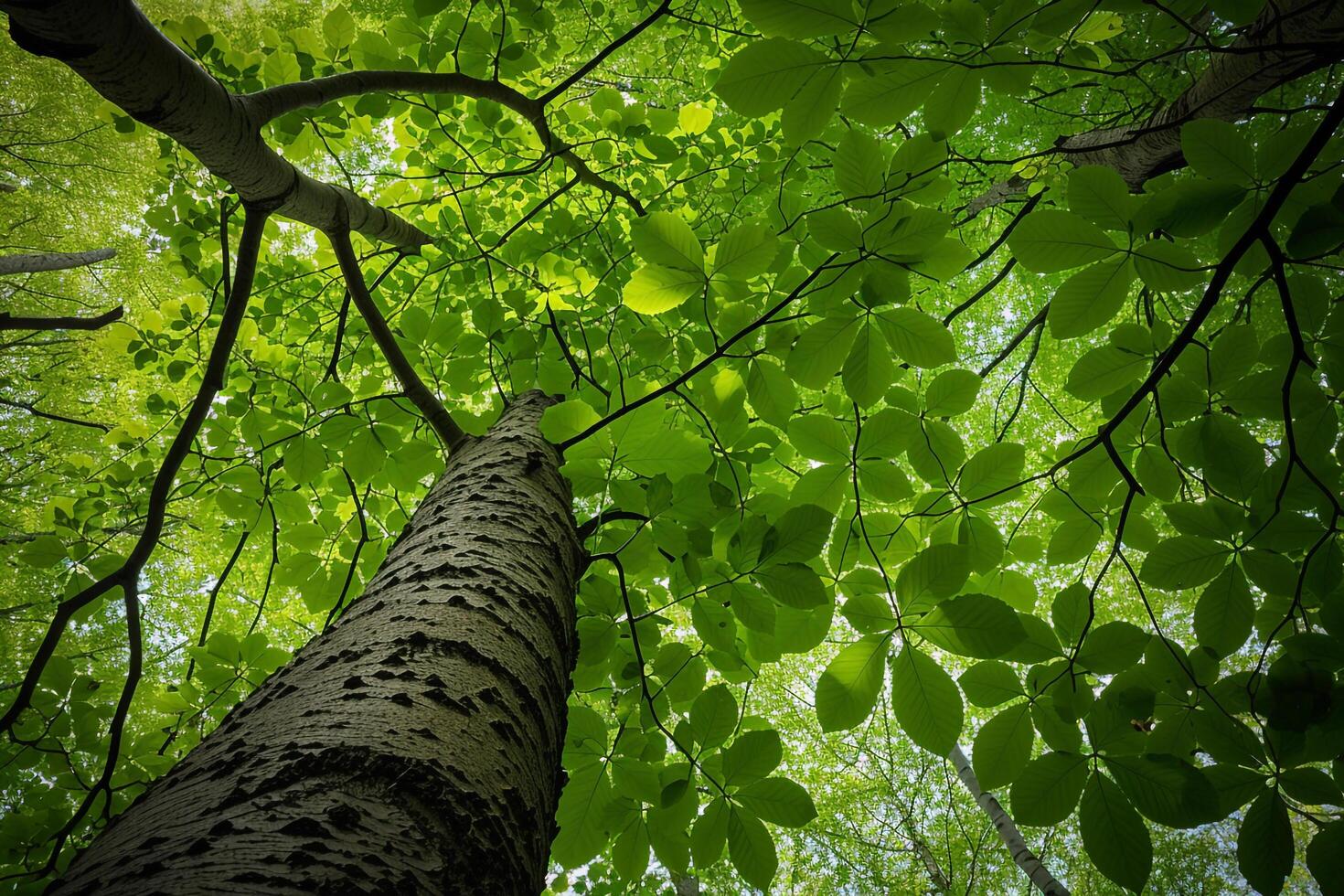 Tall tree with leaves background photo