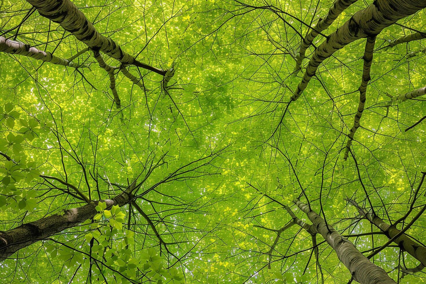 Canopy view of green forest background photo