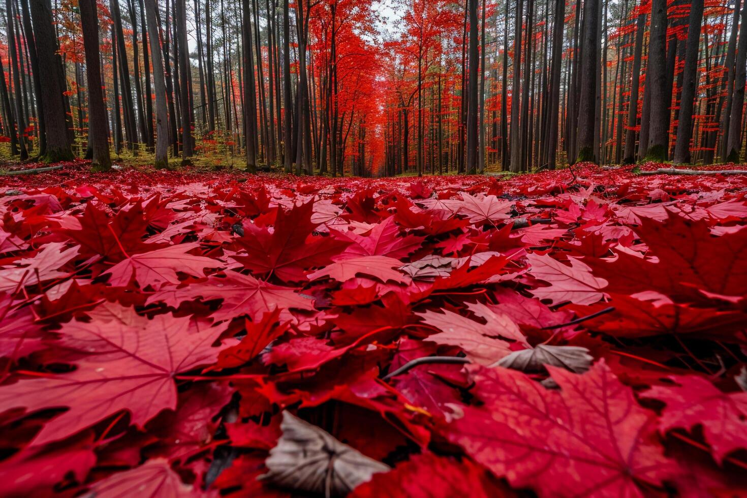 Red Maple Leaves Scattered on the Ground in a Forest Background photo