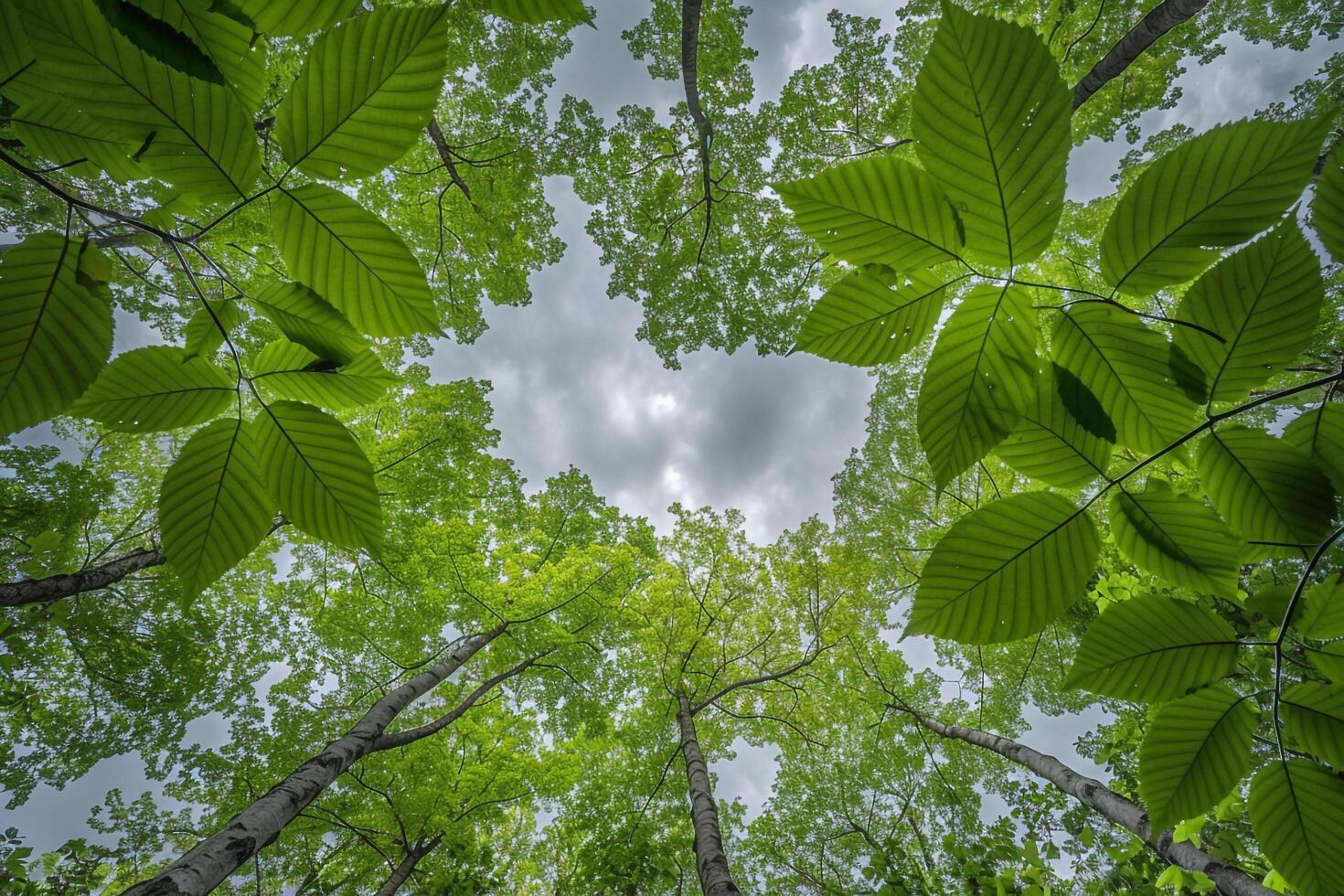 View Up into the Canopy of a Forest Background photo