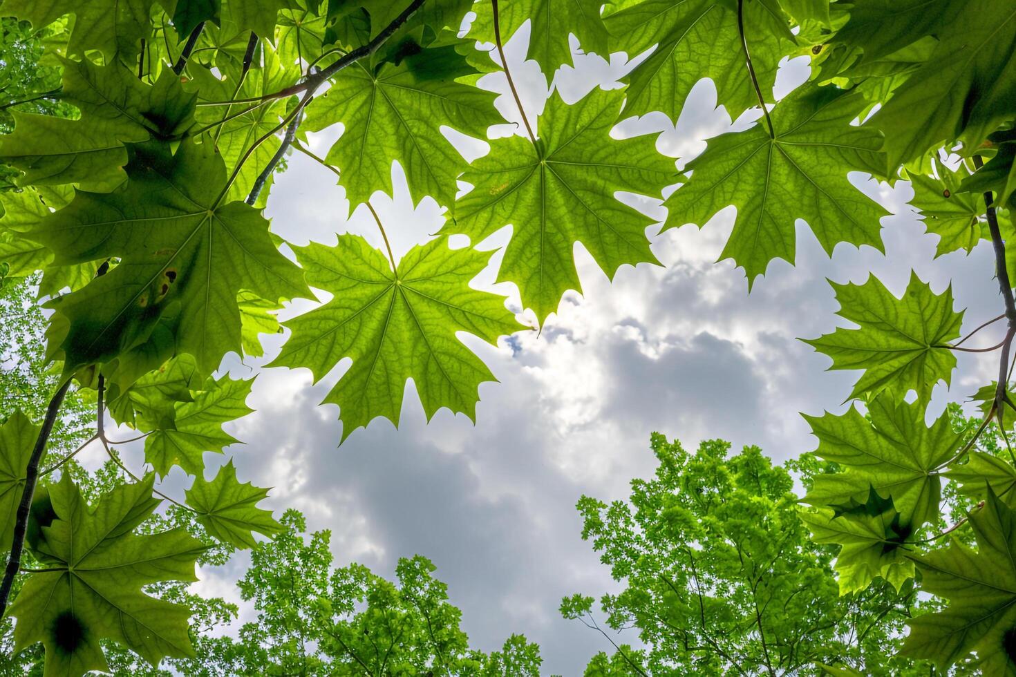 View of the Sky Through the Leaves of a Tree Background photo