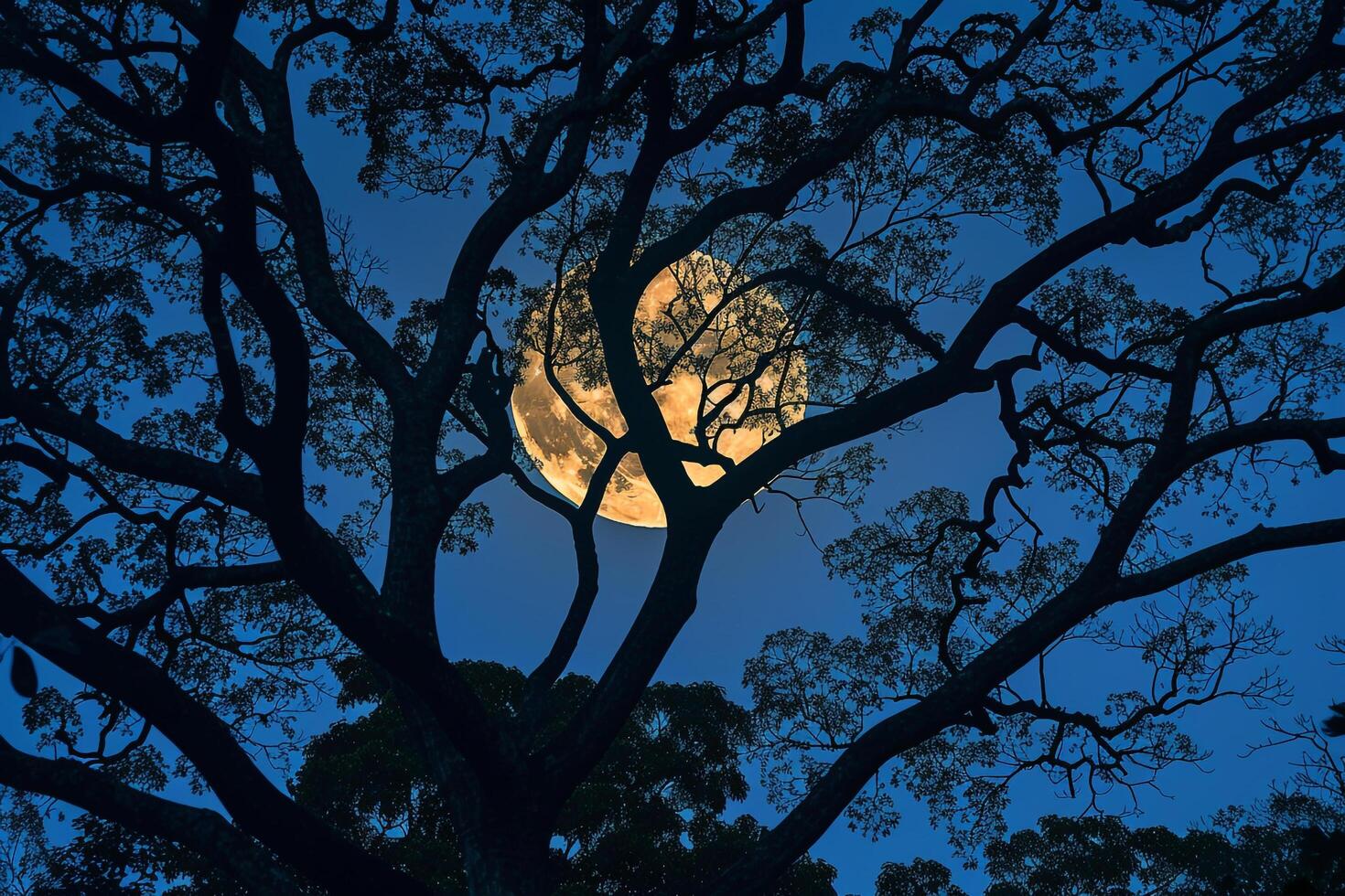 Full Moon Seen through the Branches of a Tree Background photo