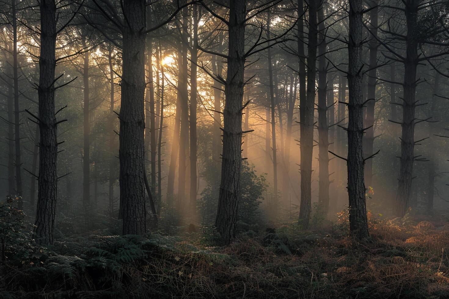 A Forest with Trees and Sunbeams Background photo