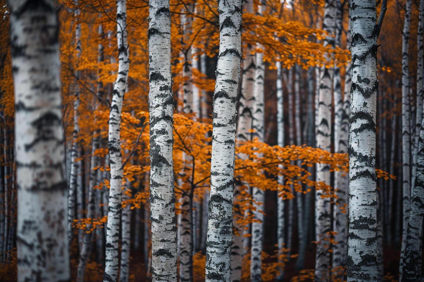 Birch Trees in Autumn Background photo