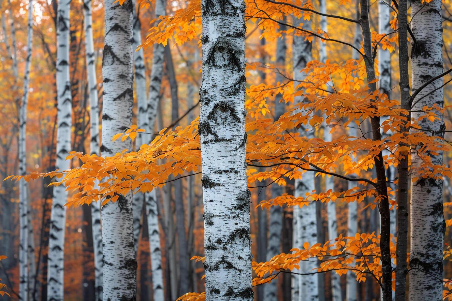 A Forest with Many Trees and Orange Leaves Background photo
