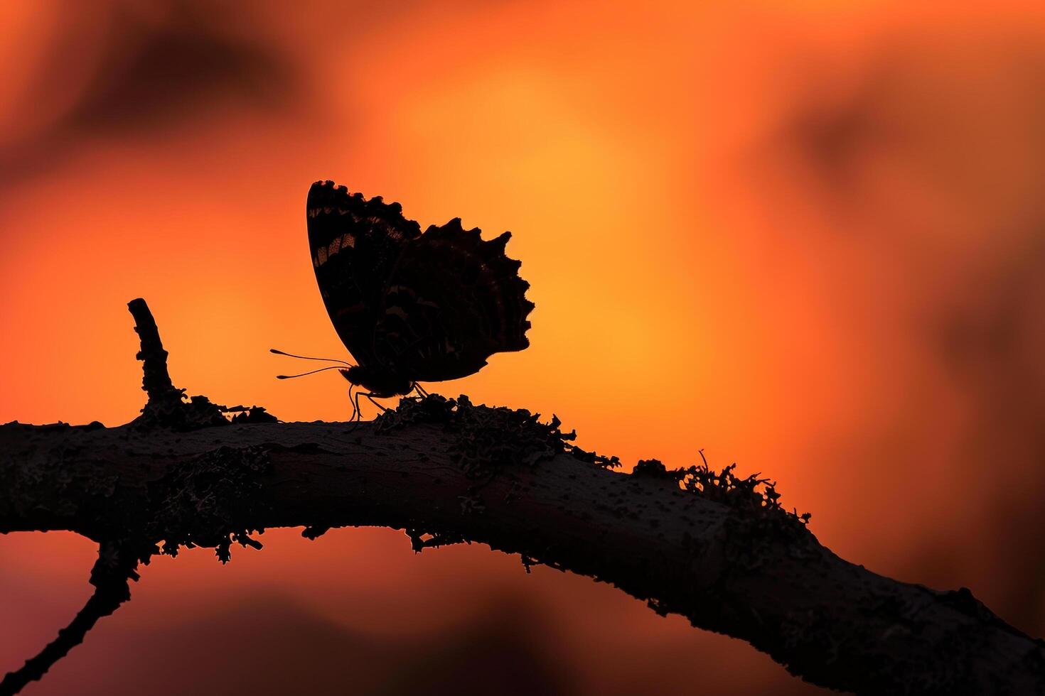 Butterfly is Sitting on a Branch in Front of an Orange Sunset photo