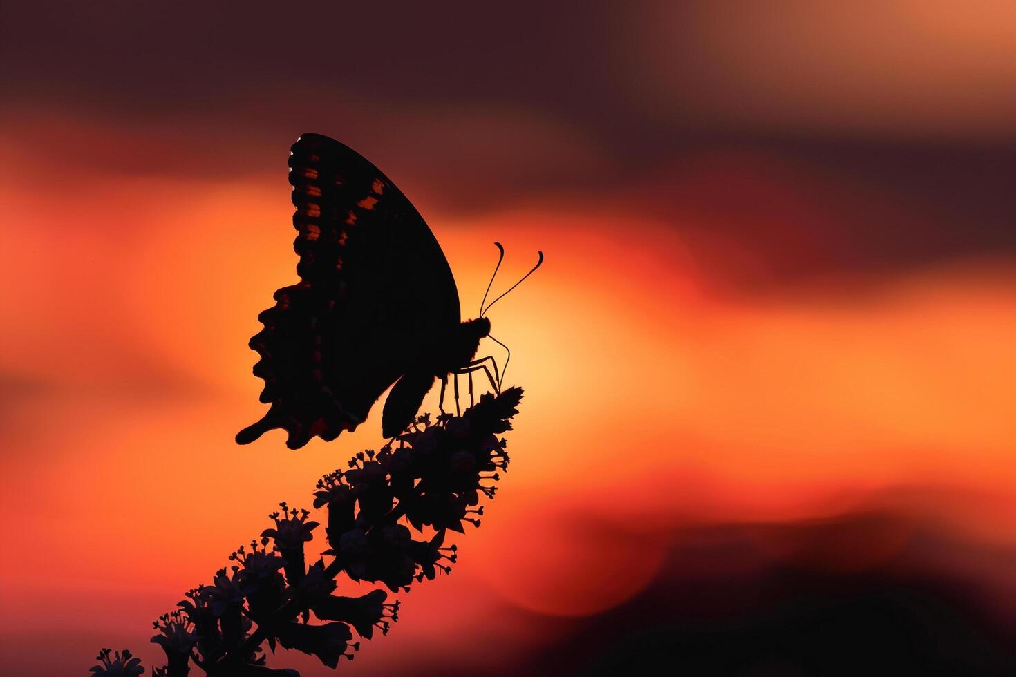 Butterfly is Sitting on a Plant in Front of a Sunset photo