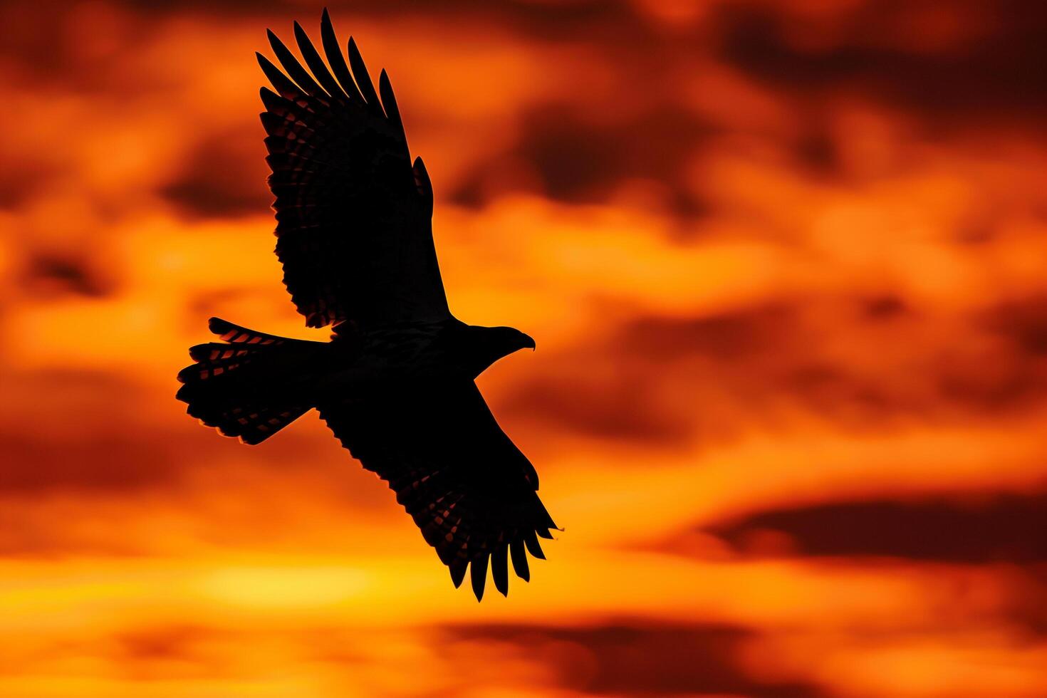 Bird Flying in the Sky Background photo