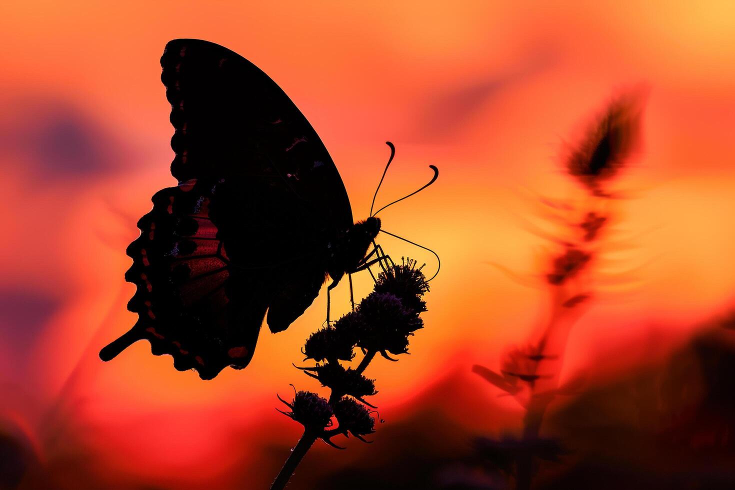 Butterfly is Silhouetted Against a Sunset Background photo