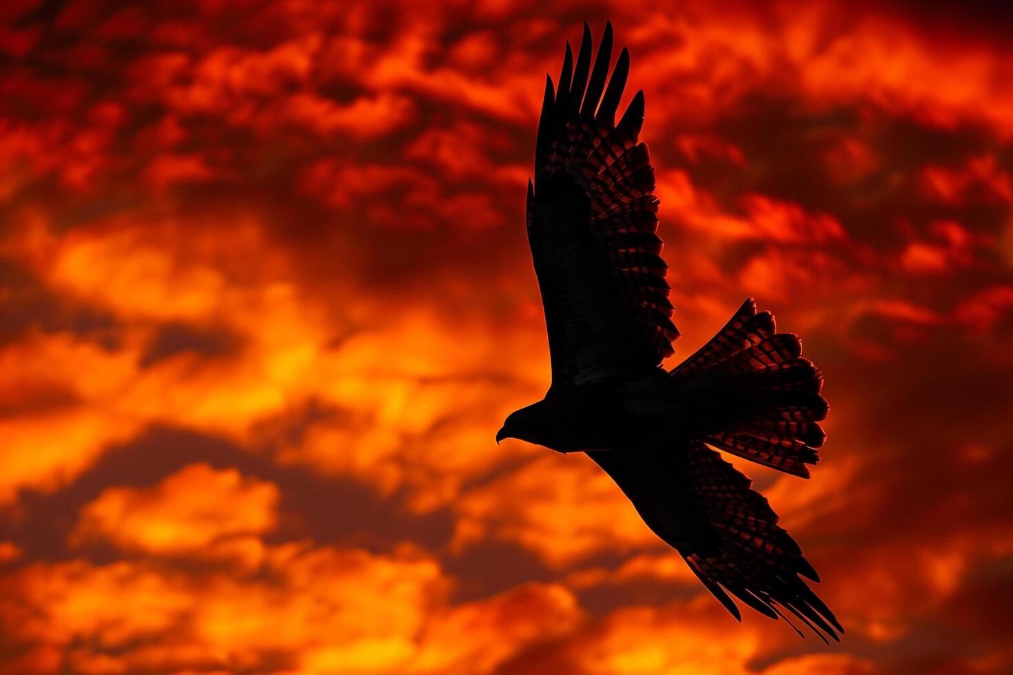 Bird Flying in the Sky Background photo