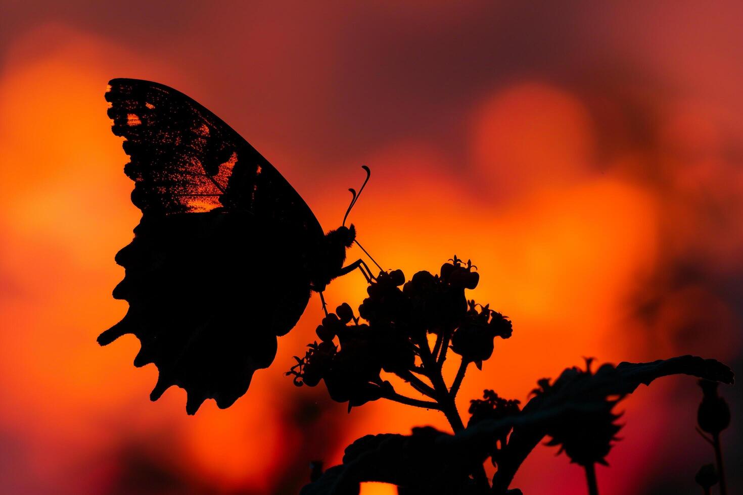 Butterfly is Silhouetted Against a Red Sky Background photo