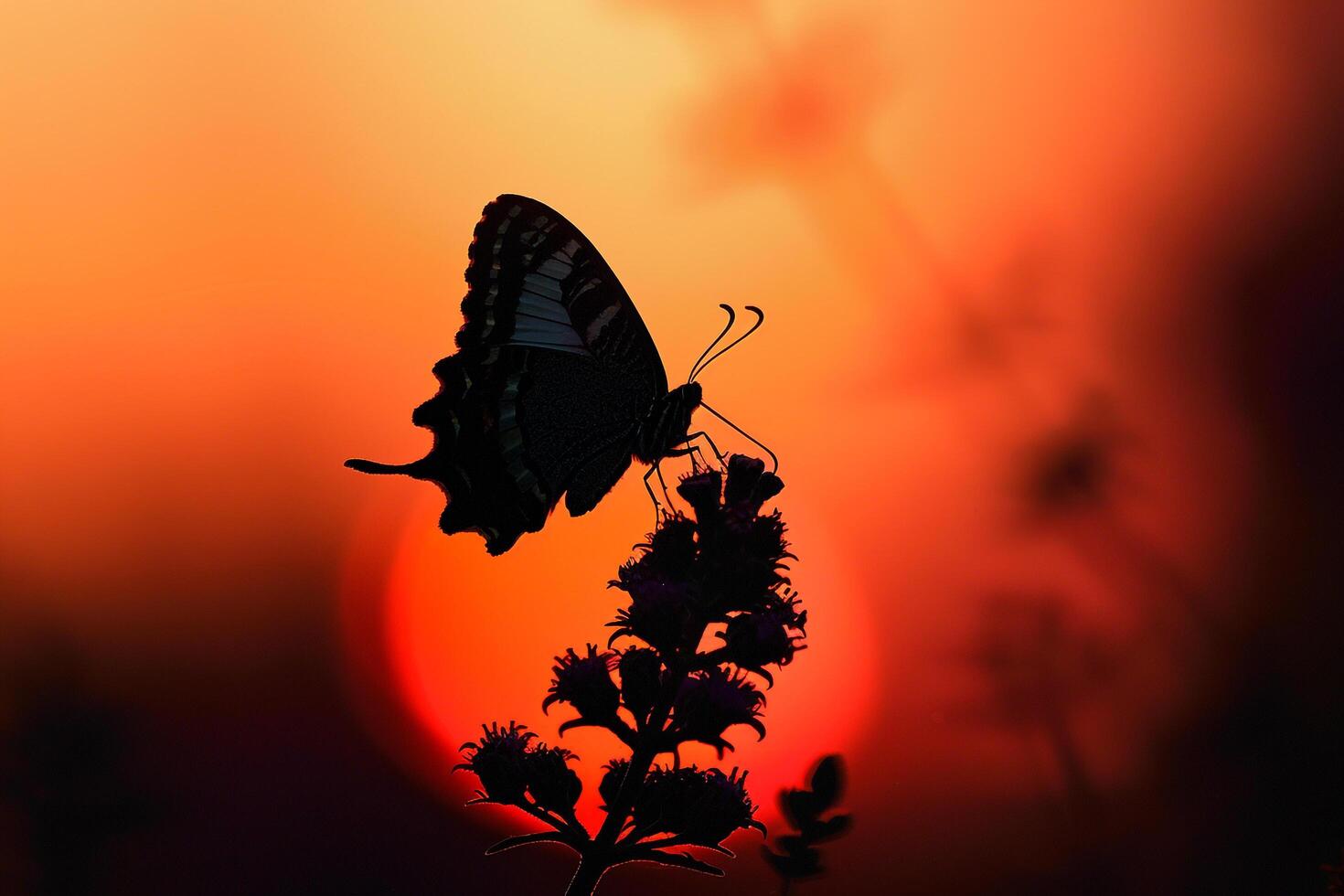 Butterfly on Flower at Sunset Background photo