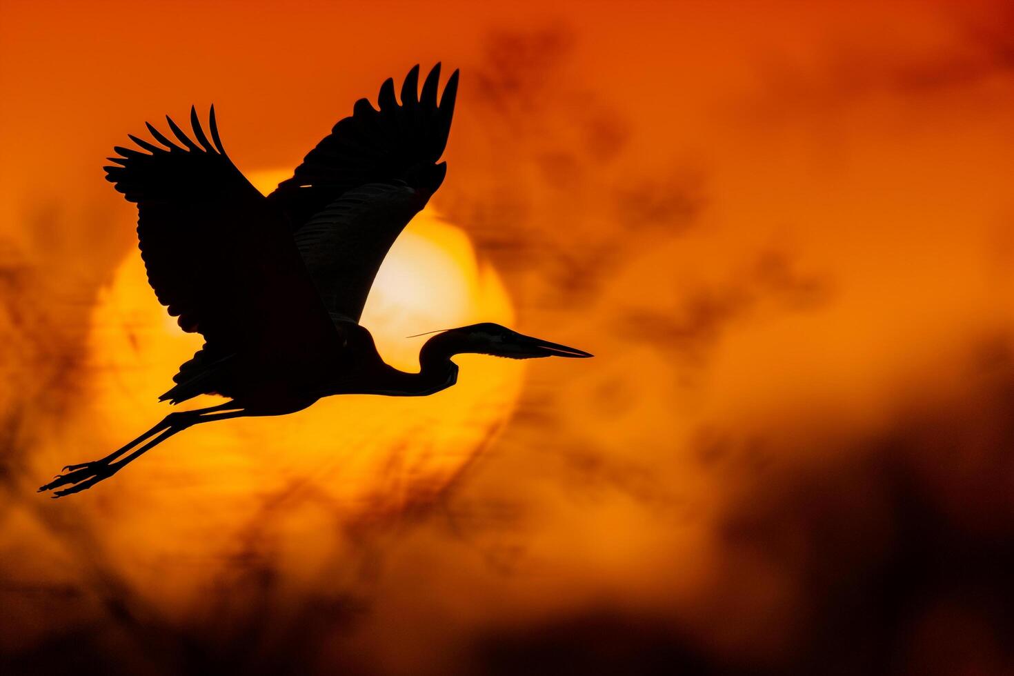 Bird Flying in Sunset with Sun in Background photo