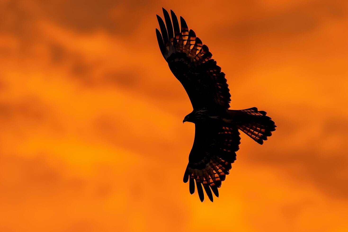 Bird Flying in Sky Background photo