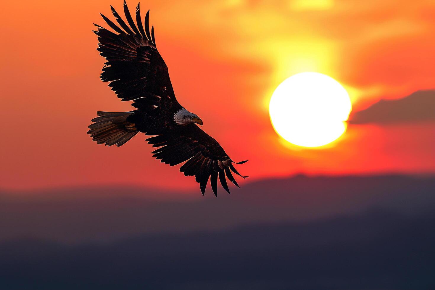 Bald Eagle Flying Over Sunset Background photo