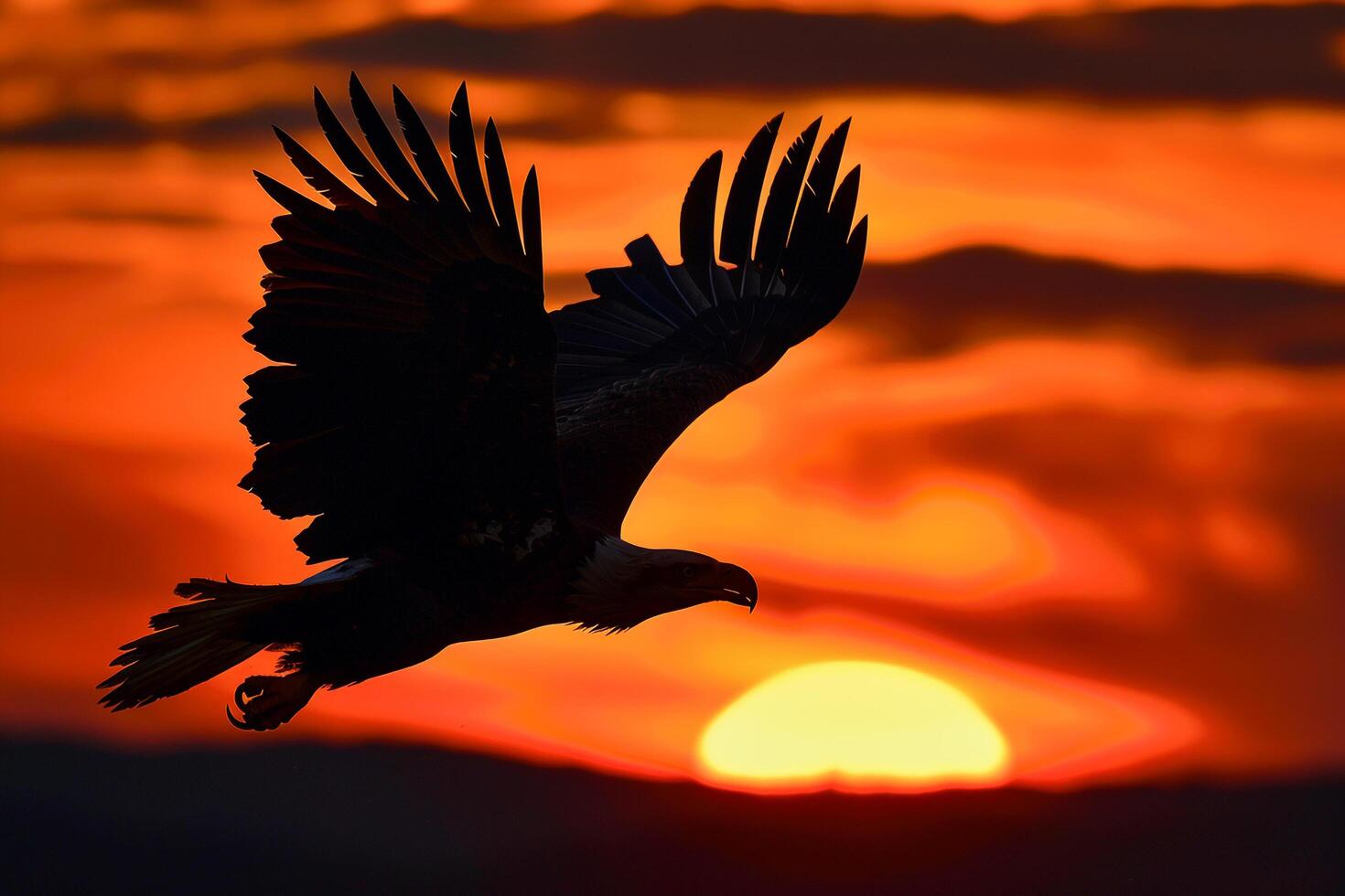 Bald Eagle Soaring Over Sunset Background photo