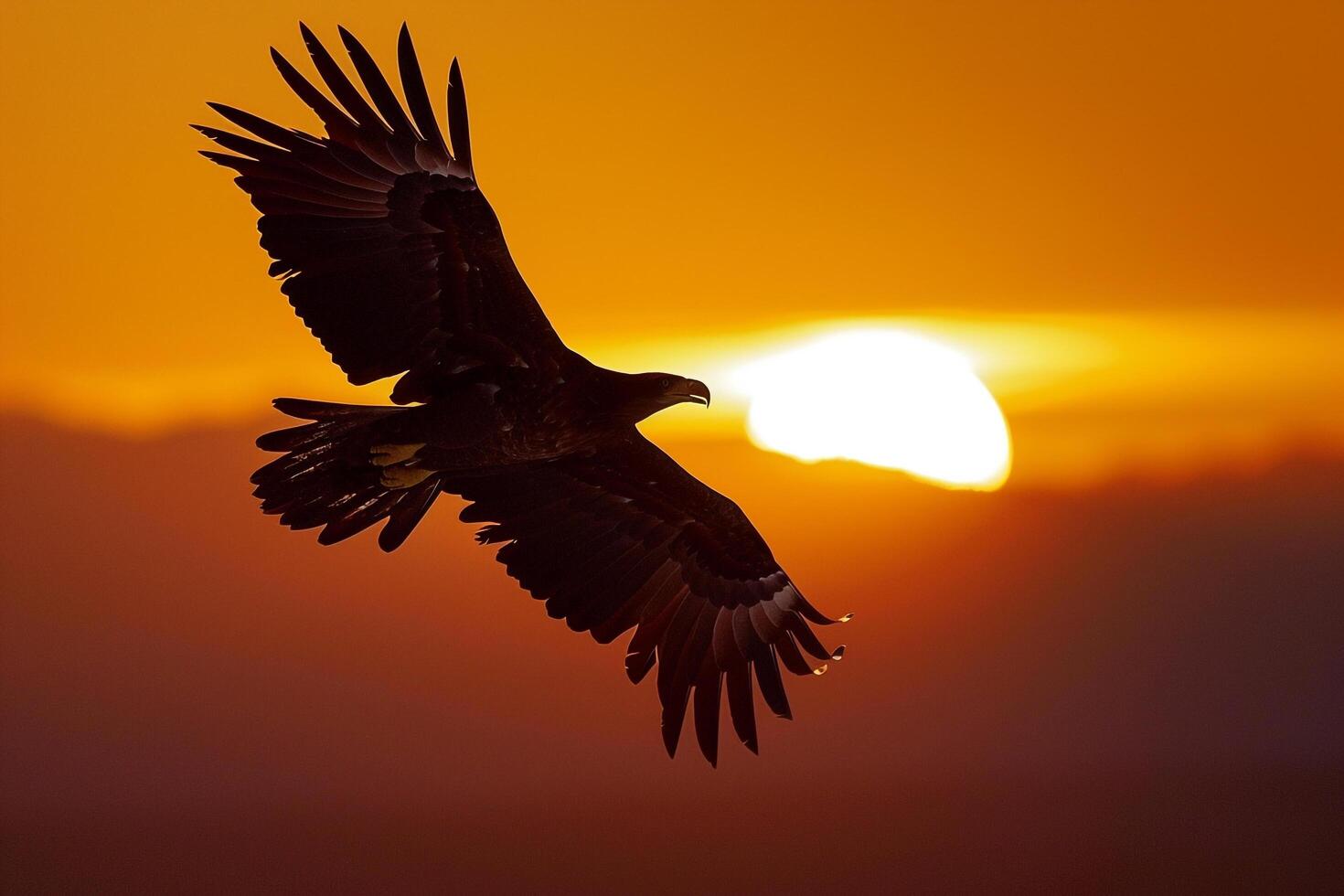 Eagle Flying Over Sunset with Sun in Background photo