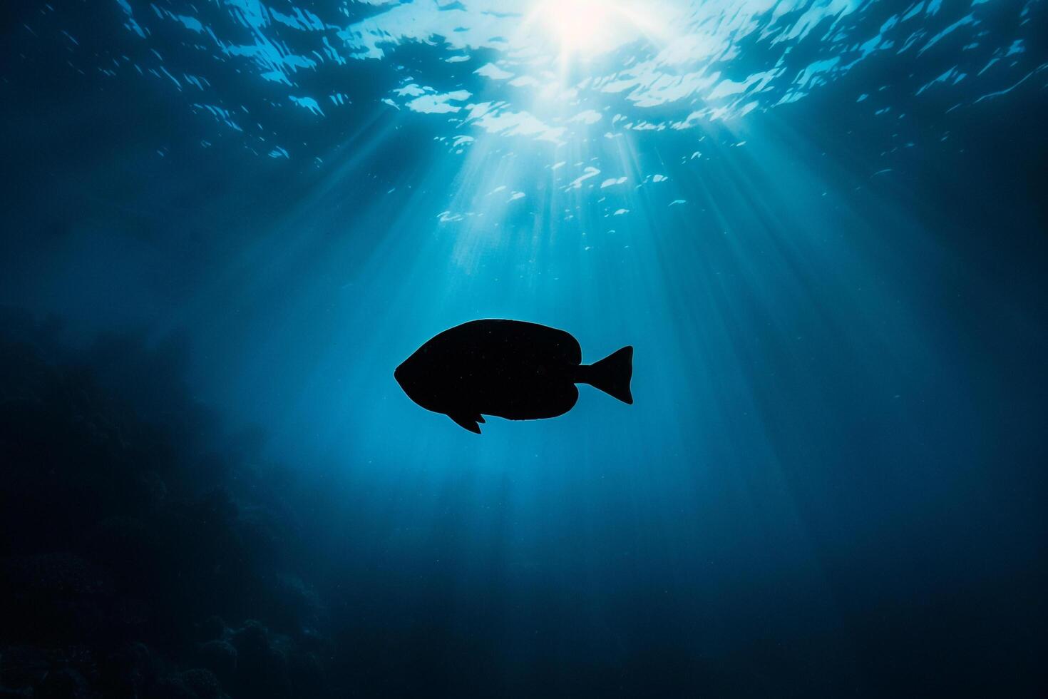 Fish Silhouetted in Water with Sunlight Shining through Background photo