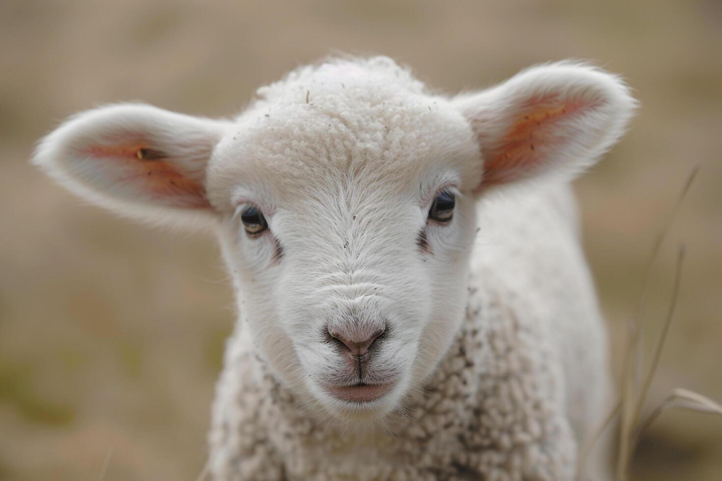 of Ba Lamb in Field Background photo
