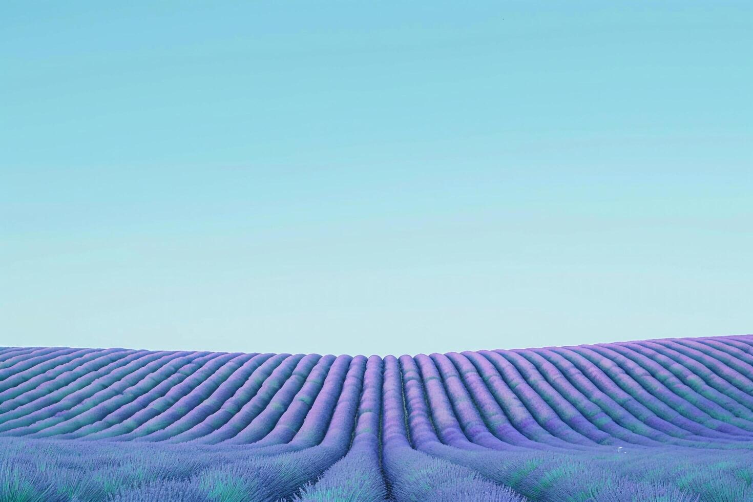 Lavender Field Background photo
