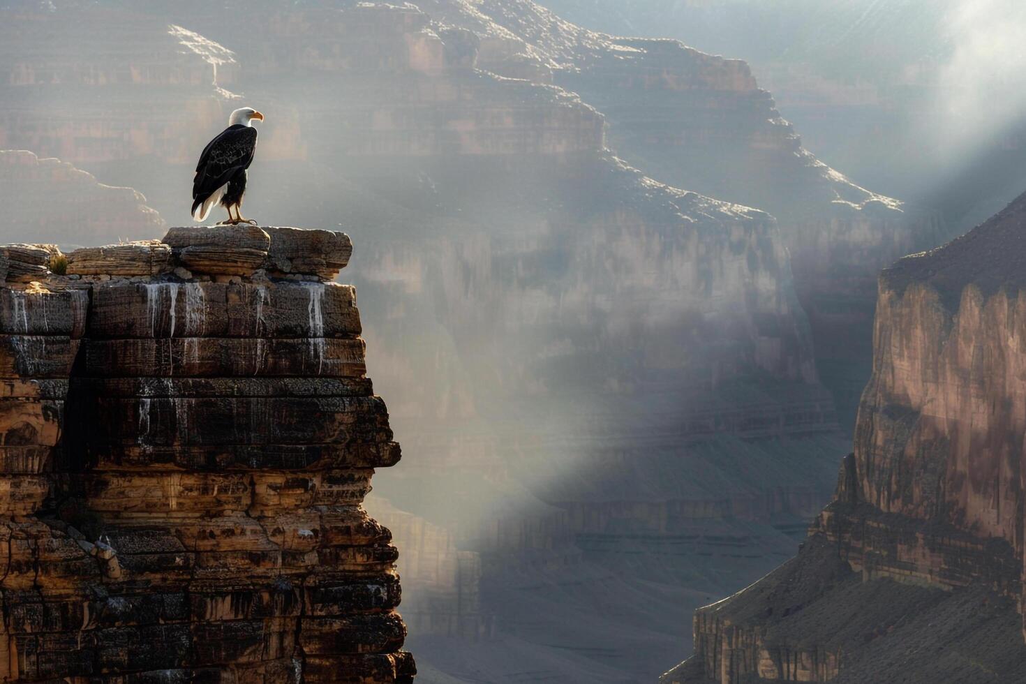 Bald eagle stands on a cliff overlooking the Grand Canyon background photo