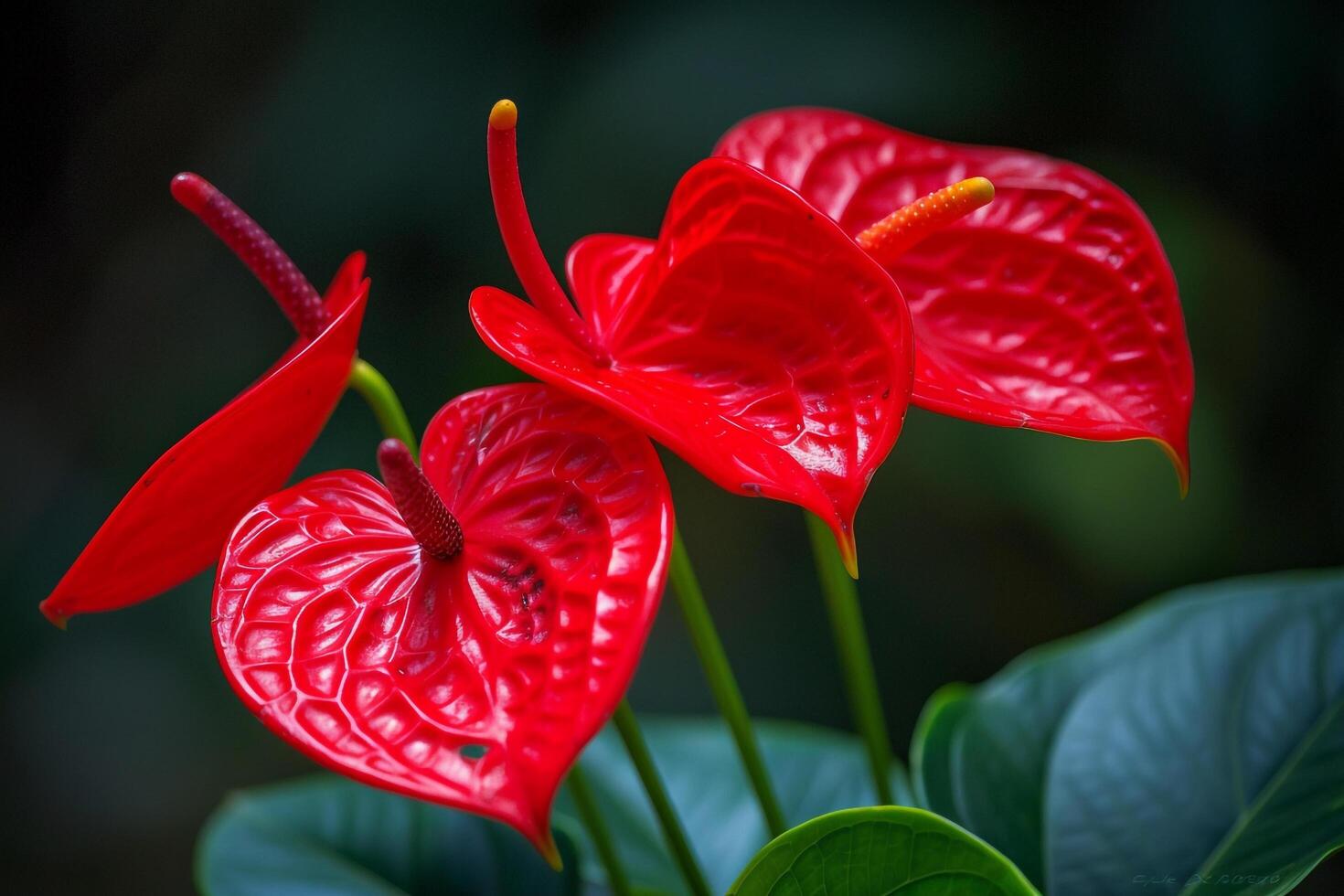 Three Red Flowers on Plant Background photo