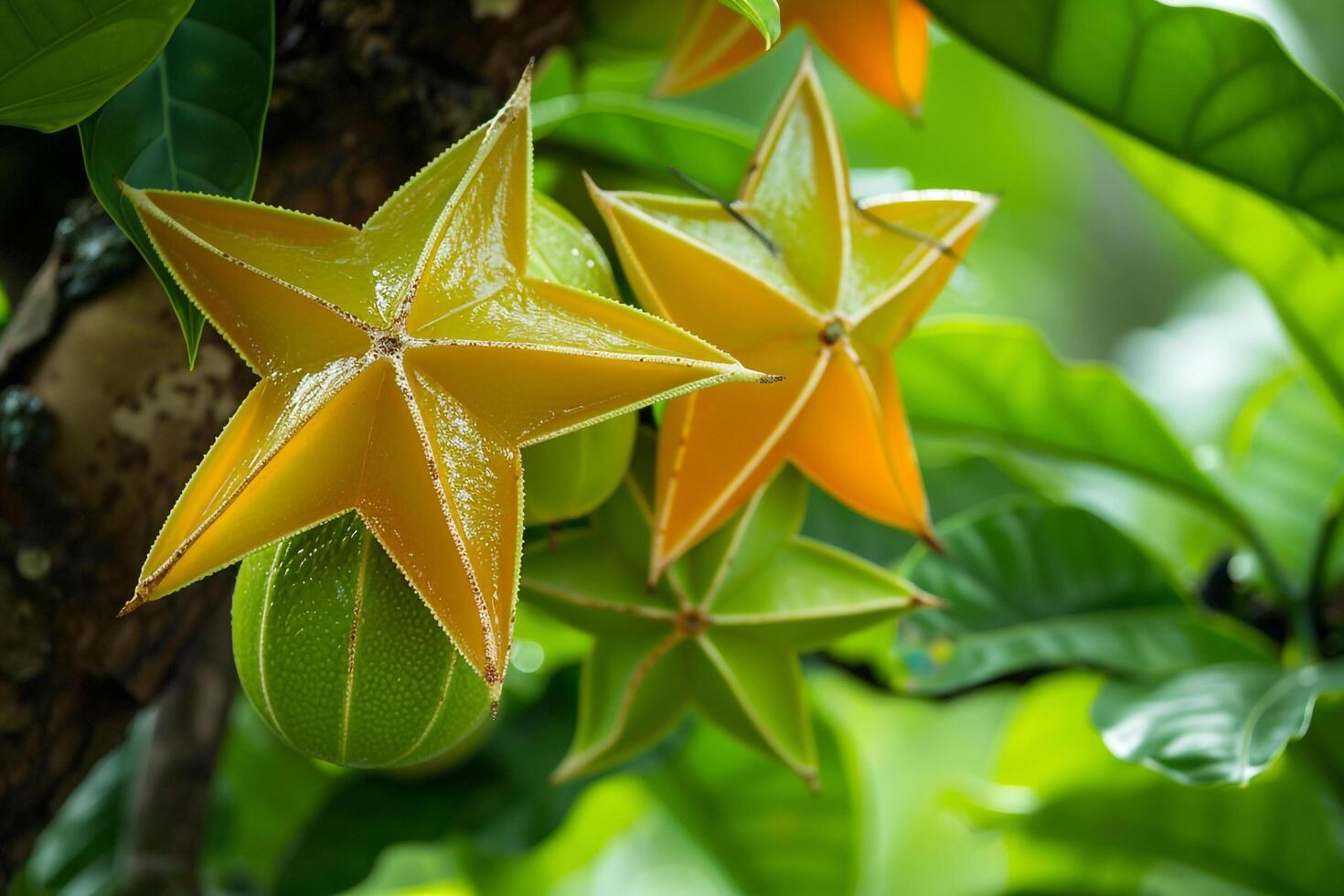 a bunch of fruit hanging from a tree photo