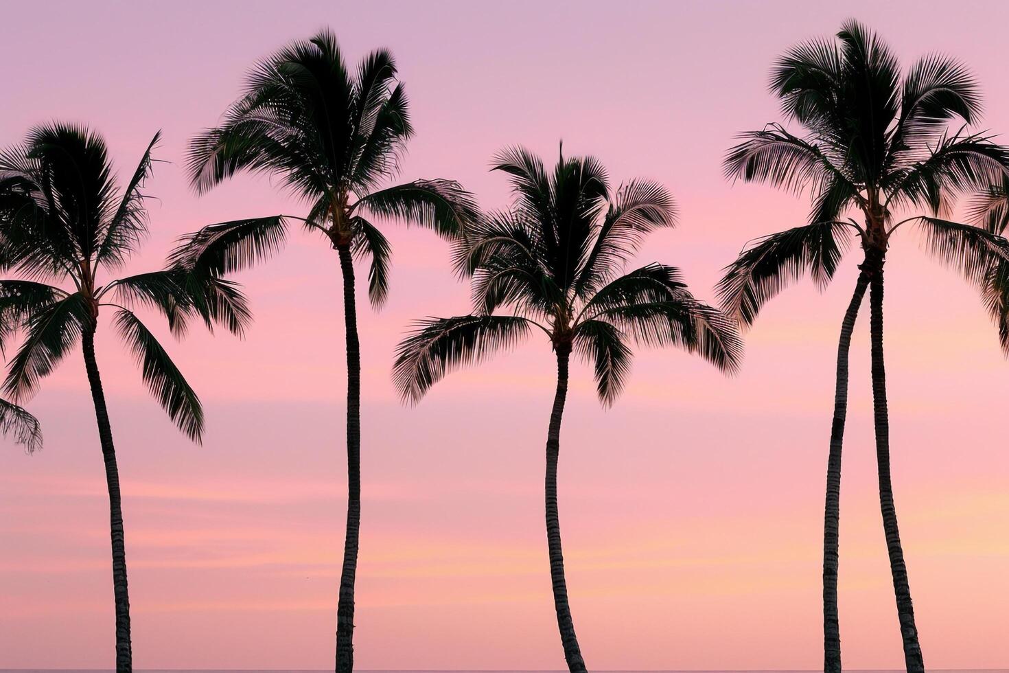 palm trees at sunset background photo