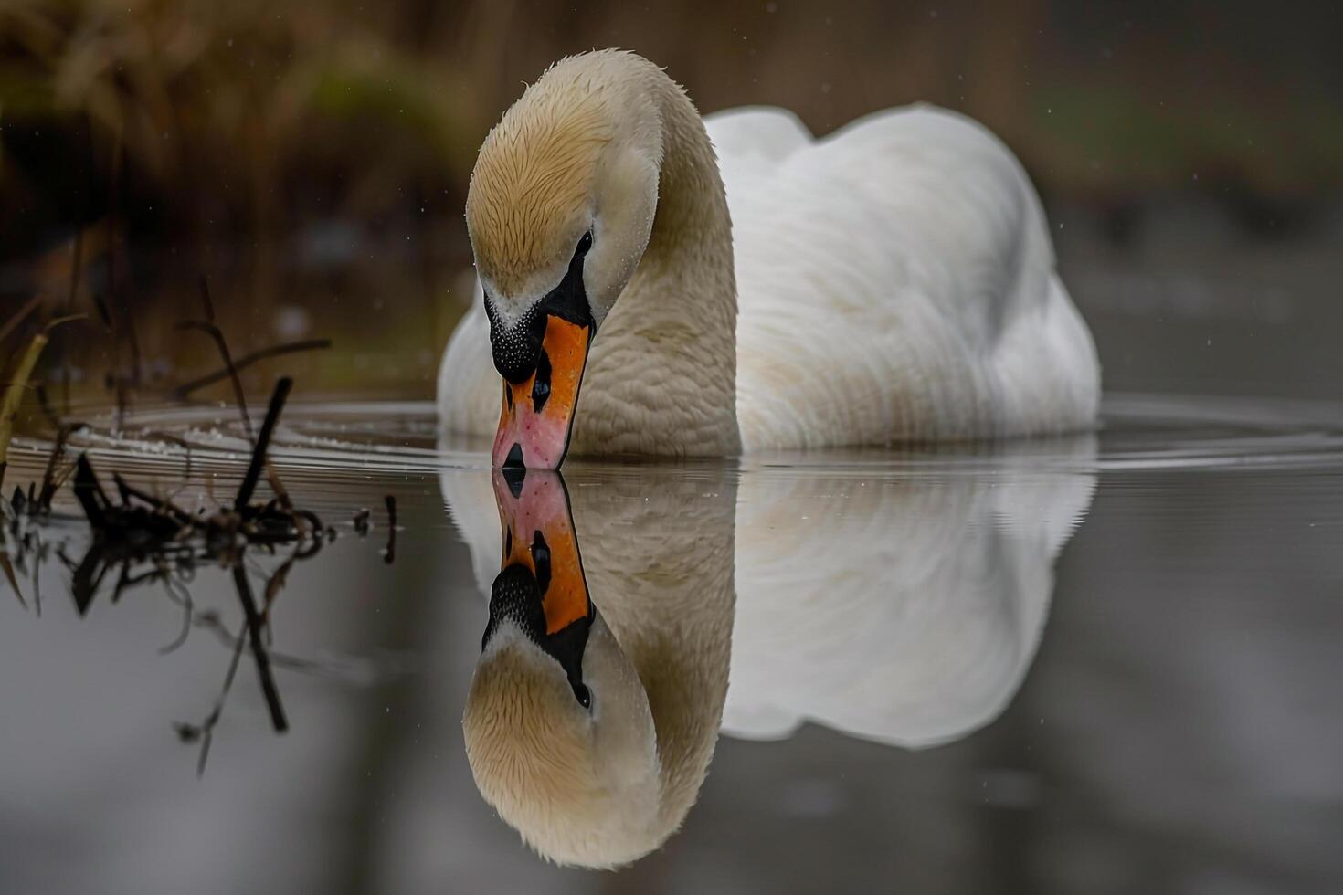 A swan swimming in the water with its reflection and background photo